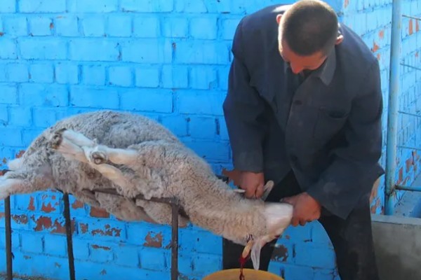 杀羊如何放血,常用方法是切断血管、气管和食管