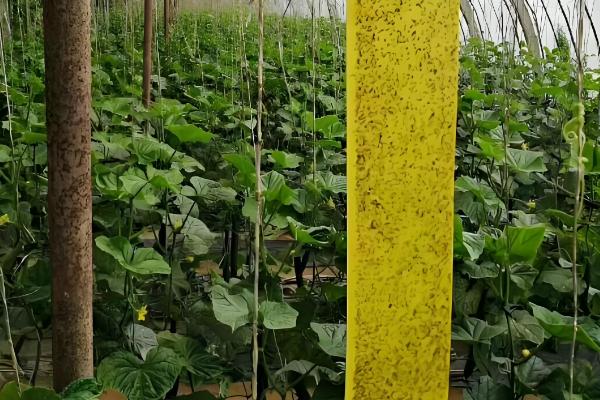 室内养花怎么彻底根除小飞虫，可喷洒烟灰水