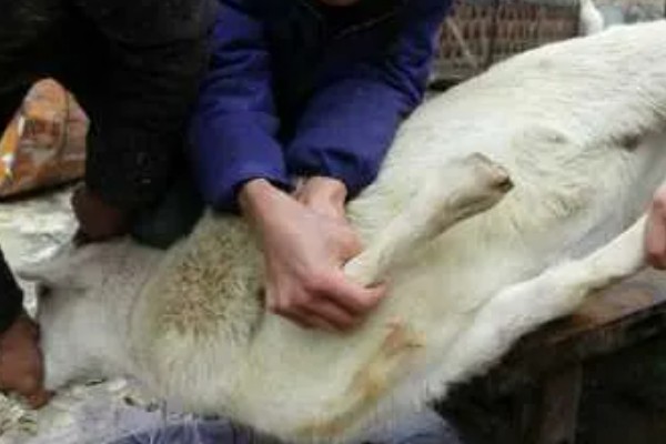 杀羊如何放血,常用方法是切断血管、气管和食管