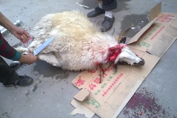 杀羊如何放血,常用方法是切断血管、气管和食管