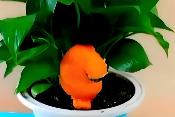 室内养花怎么彻底根除小飞虫，可喷洒烟灰水