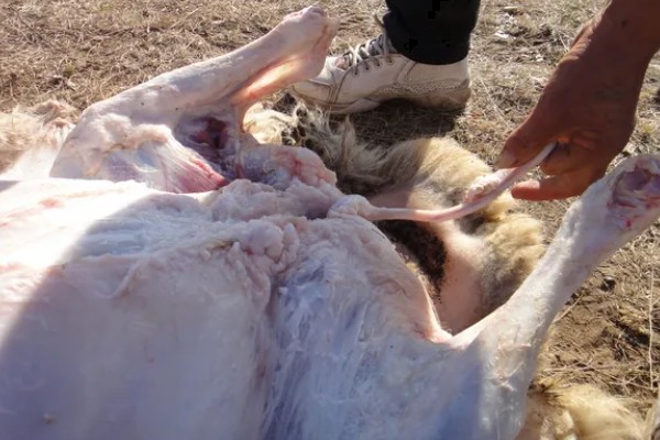 杀羊如何放血,常用方法是切断血管、气管和食管