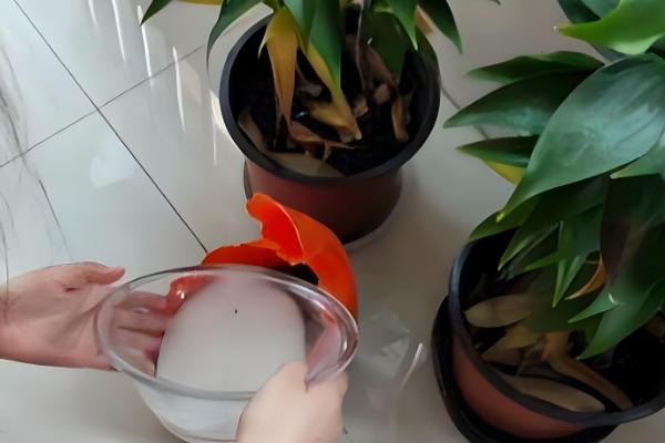 室内养花怎么彻底根除小飞虫，可喷洒烟灰水