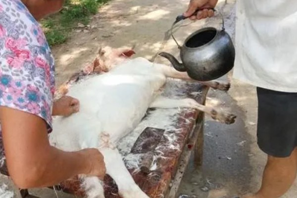 杀羊如何放血,常用方法是切断血管、气管和食管