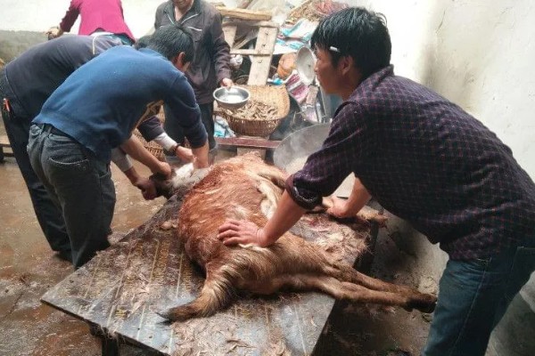 杀羊如何放血,常用方法是切断血管、气管和食管