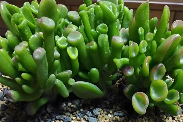 室内养花怎么彻底根除小飞虫，可喷洒烟灰水