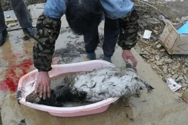 杀羊如何放血,常用方法是切断血管、气管和食管