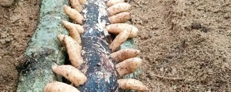 天麻的种植方法，将木材埋入土中再播种