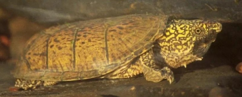 麝香龟怎么养成浅色,要准备一个浅色的环境