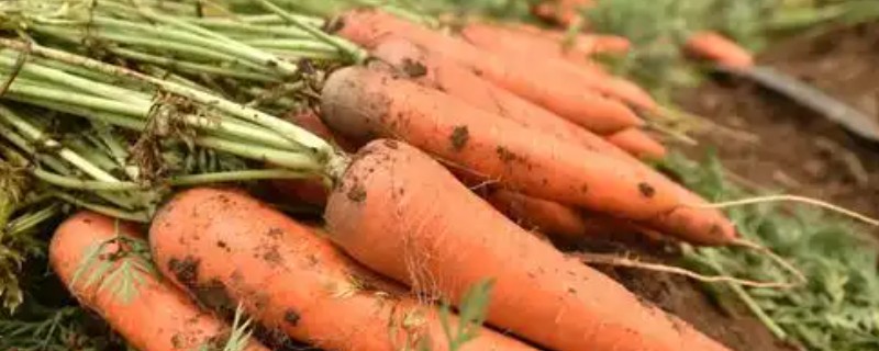 胡萝卜的种植方法，适合在春季和秋季种植