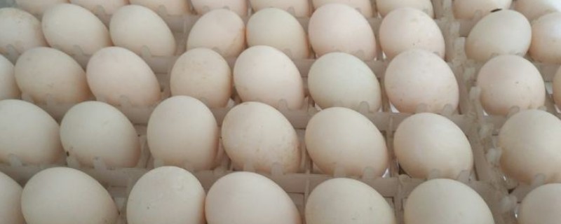 鸭种蛋哪里有卖，专门卖鸭的地方都有卖