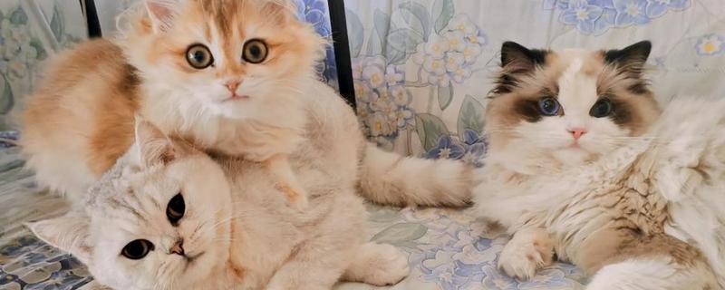 猫忘记主人要几天，长期记忆可保持6个月以上