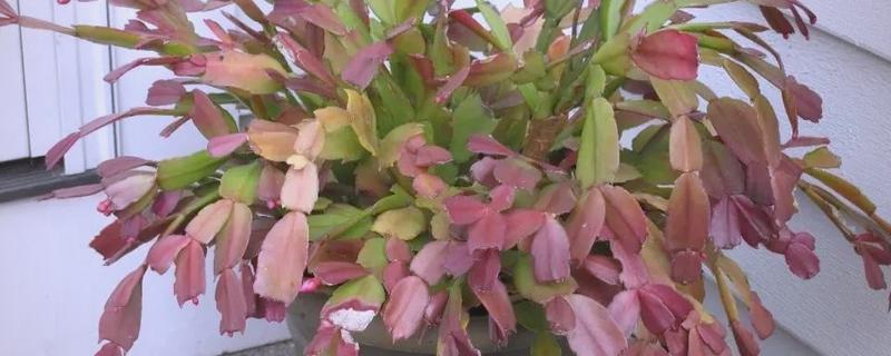 蟹爪兰叶子发红的原因，可能是低温环境所致