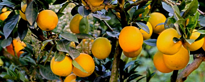 柑桔科学施用肥料的建议，要重视有机肥料的施用