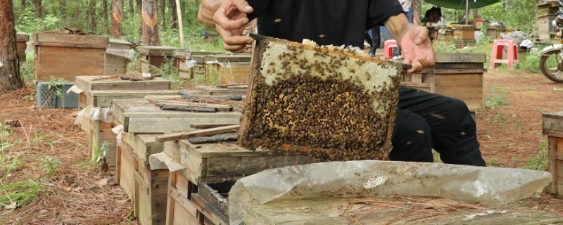 蜜蜂的人工分蜂技术，一般采用以下5种方法