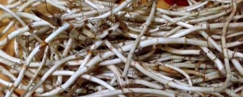 鱼腥草是折耳根吗，鱼腥草是折耳根