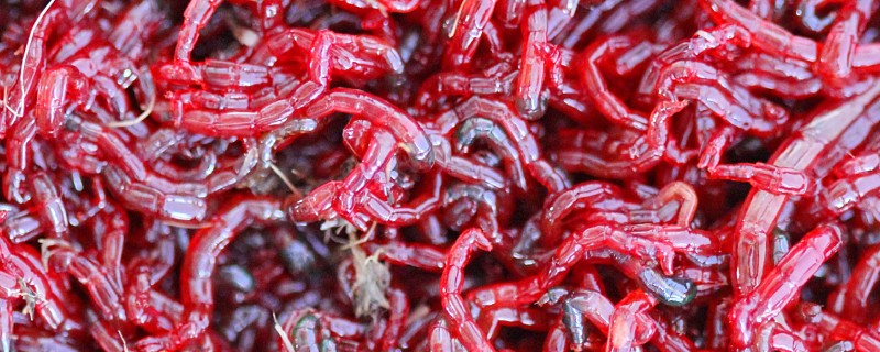 红虫的饲养方法，放入器具中后存放在阴凉处