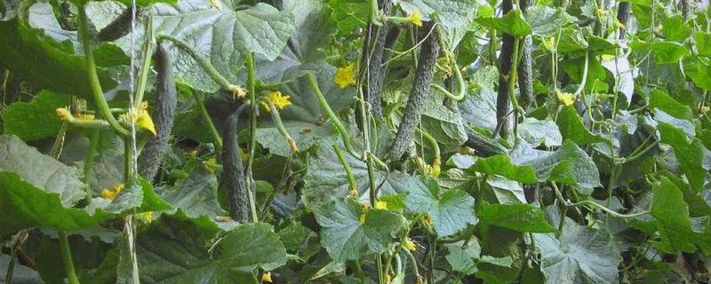 黄瓜的种植管理注意事项，病害防治应以预防为主