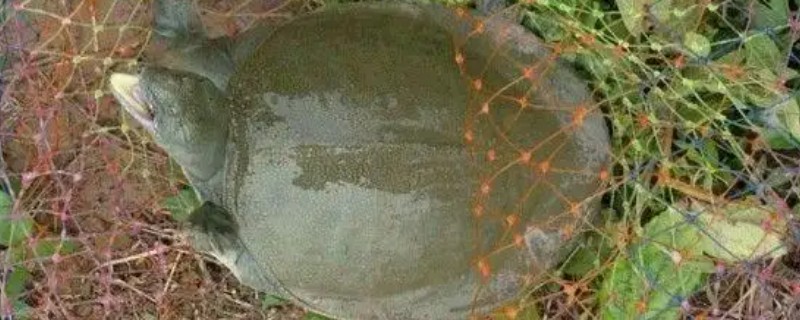 甲鱼的生活环境介绍,喜爱生活在水库、湖泊等