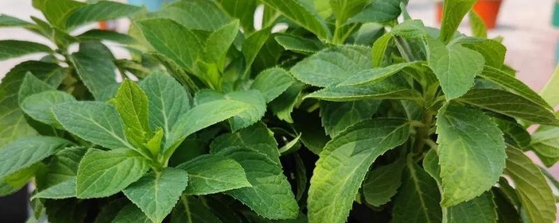 为什么绣球会僵苗，可能是土壤板结所致