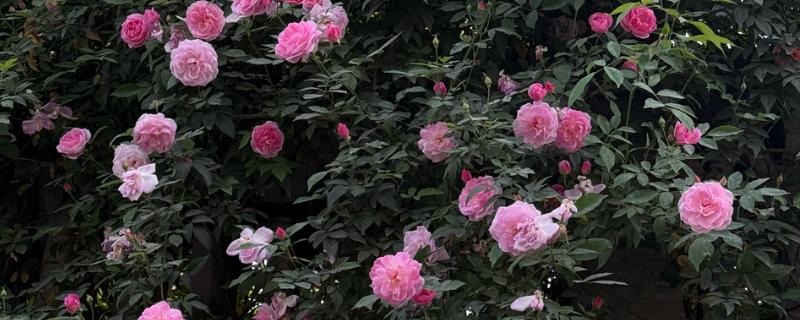 蔷薇花的种植时间，秋季落叶后、春季萌芽前最合适