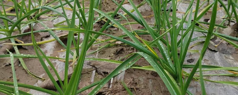 种植一亩大蒜能挣多少，纯利润有6000元左右