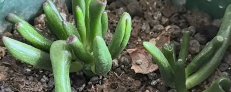 吸财树如何扦插,枝插法在气温稳定的春秋季进行