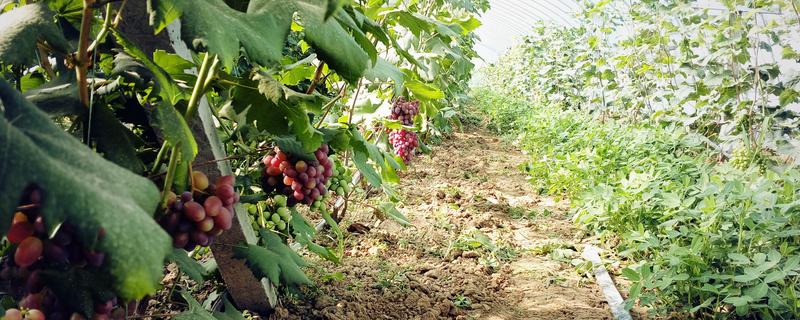 玫瑰香葡萄的种植技术，冬贮苗要求侧根五条以上