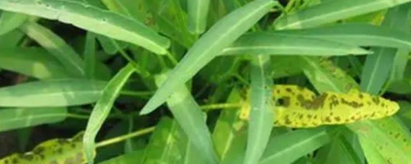 蕹菜褐斑病的危害，严重时病斑彼此连接成片