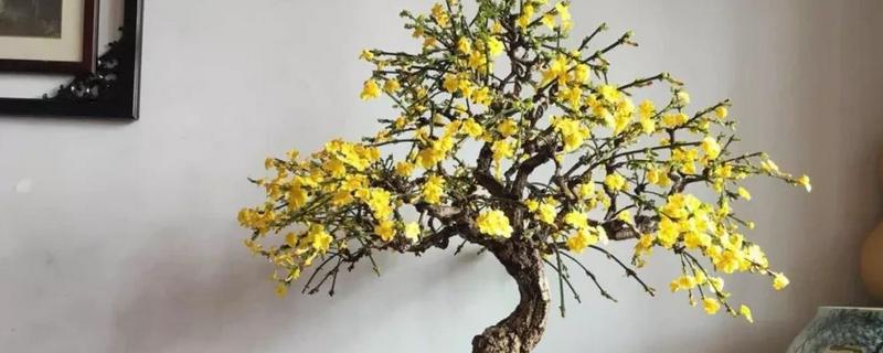 迎春花吃了会不会中毒，吃了也不会中毒