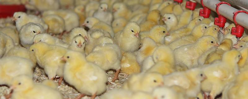 15度天气小鸡可以放室外吗，不建议将小鸡养在室外