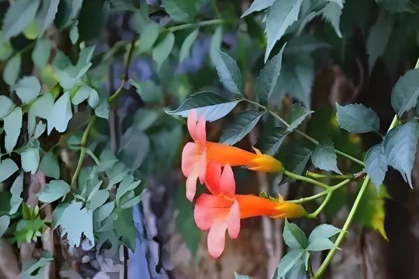 凌霄花冬季会不会落叶,叶片掉落后来年春季会重新长出