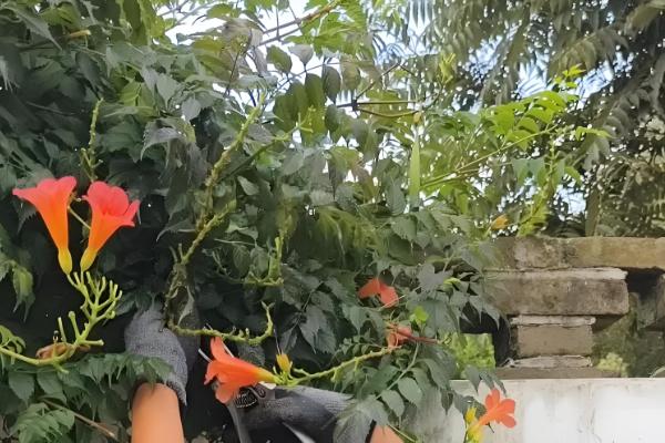 凌霄花冬季会不会落叶,叶片掉落后来年春季会重新长出