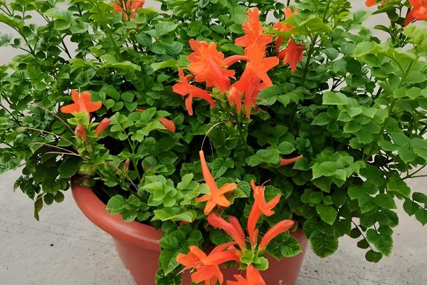 凌霄花冬季会不会落叶,叶片掉落后来年春季会重新长出