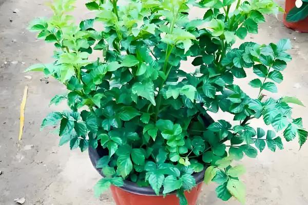 凌霄花冬季会不会落叶,叶片掉落后来年春季会重新长出