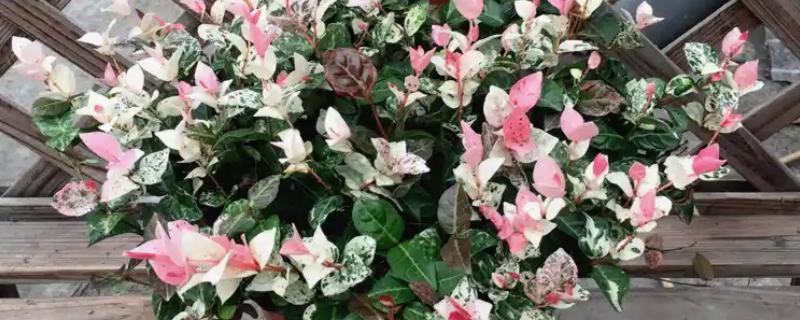 用哪种花盆养殖花叶络石，陶土盆是最佳选择