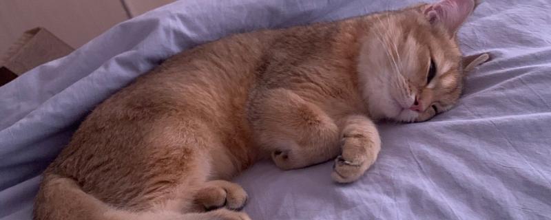 小猫眼睛为什么会流泪，可能是眼鼻受到刺激、鼻泪管堵塞等因素所致