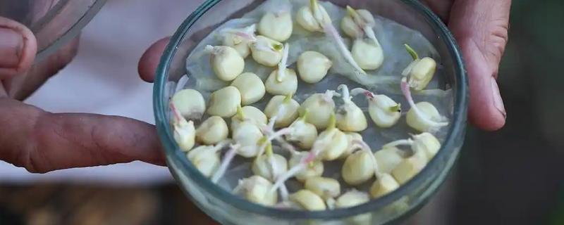 大蒜浸种用哪种药物，选择多菌灵、吡虫啉等药物可防治病虫害