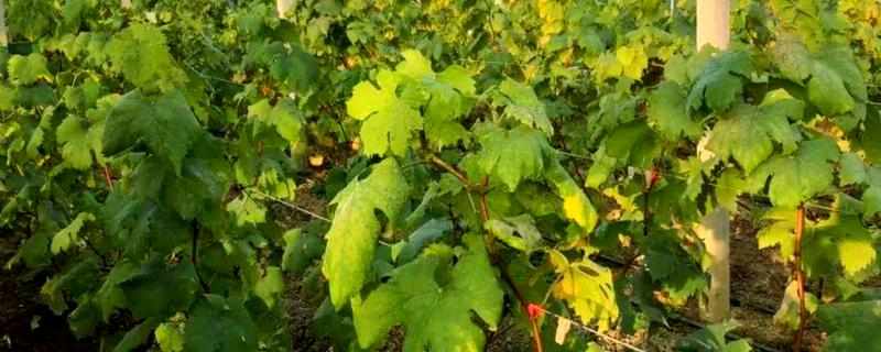 葡萄防虫方法，喷施对应药物见效快