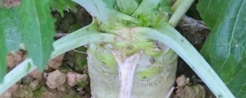大头菜可以放冰箱吗，大头菜可以放冰箱