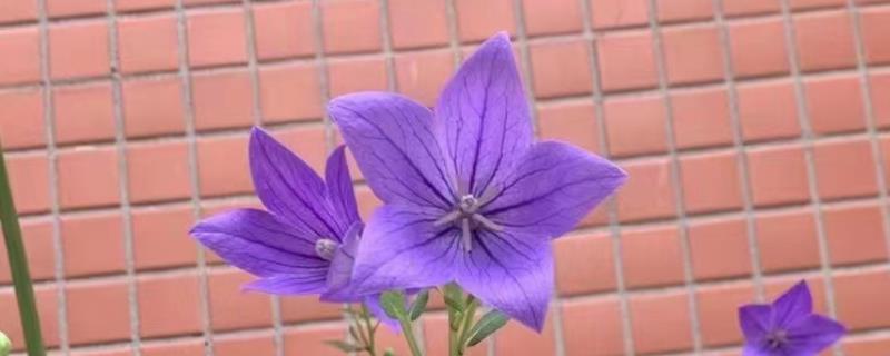 桔梗花的花语，寓意坚定自己的信念