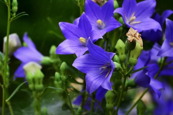 桔梗花的花语，寓意坚定自己的信念