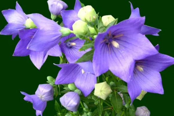 桔梗花的花语，寓意坚定自己的信念