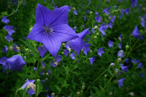 桔梗花的花语，寓意坚定自己的信念