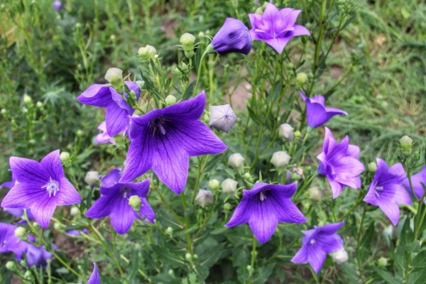 桔梗花的花语，寓意坚定自己的信念