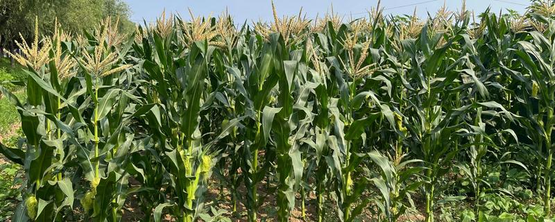 希优358玉米种的简介，夏播生育期为102-103天