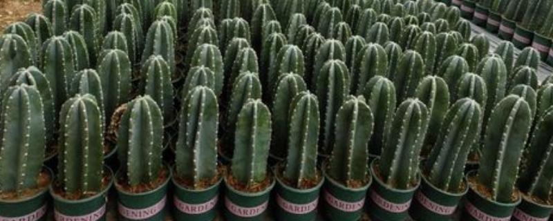 量天尺的施肥方法，生长初期主施氮肥