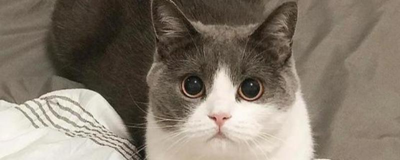 猫感冒的症状，具有喷嚏、流鼻涕等表现