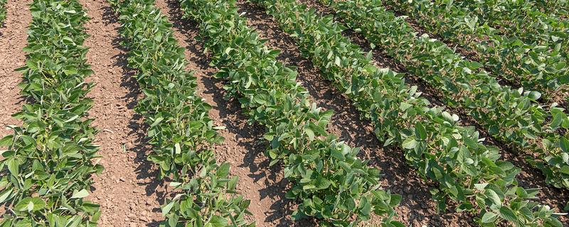 北方什么时候种植蚕豆，一般在3月上旬至4月中旬播种