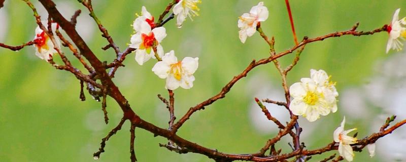 梅花有什么品质，不畏艰难且谦虚有礼